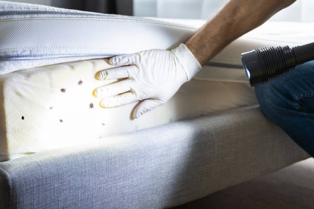 Best Rat Extermination Near Me  in Forest Meadows, CA