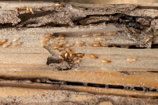 Best Rodent Control Near Me  in Forest Meadows, CA